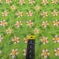 Coton Imprimé 602